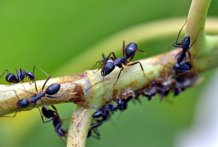 As formigas não realizam cálculos complexos individualmente, mas têm a capacidade de alternar entre pensamento individual e ação coletiva, liderando ou seguindo o grupo conforme a necessidade.