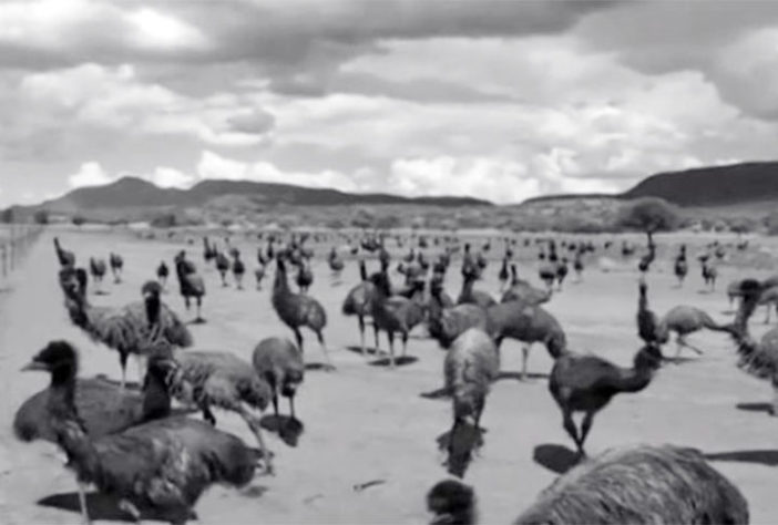 Emus na Austrália