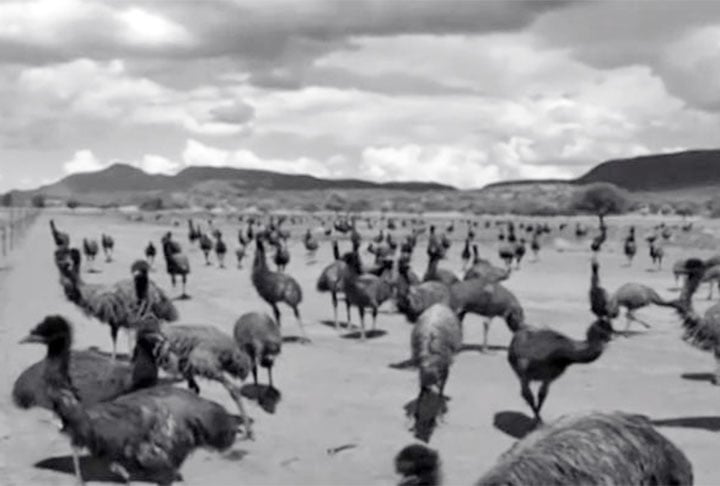 Assim, em caso de sinal de perigo, as aves iniciavam uma fuga em massa e em alta velocidade, para desespero dos combatentes.