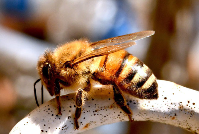 Animais que podem causar reação alérgica; cuidado para evitar o contato