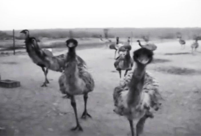 Emus na Austrália