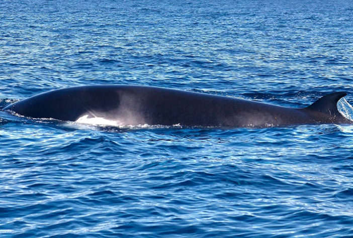 Jubartes no Rio de Janeiro - Baleias