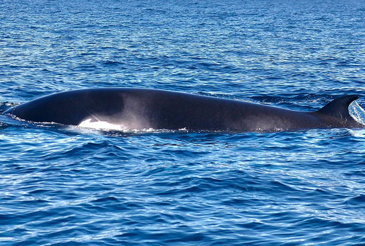 No site oficial de turismo da região, são destacados passeios de caiaque que permitem a observação de golfinhos e de baleias-jubarte, uma das principais atrações do local.