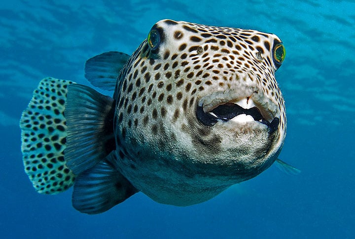 Horas depois, porém, o gracioso animal foi encontrado morto. Segundo postagem do Instituto Mar Urbano, a causa provável da morte de Zé foi a ingestão de um peixe baiacu.