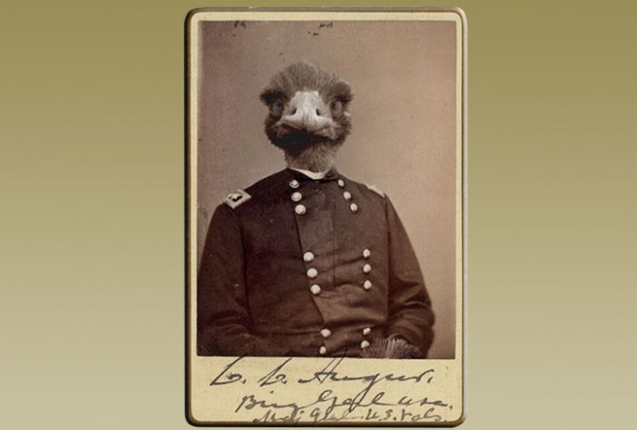 Emus na Austrália
