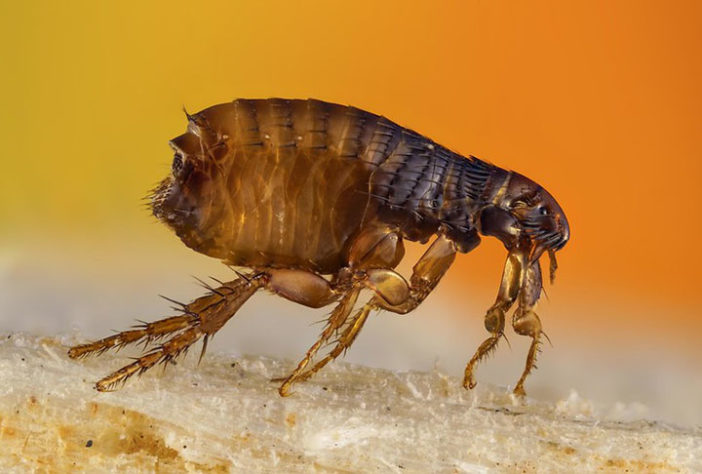 Pragas caseiras