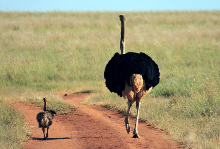 Emus na Austrália