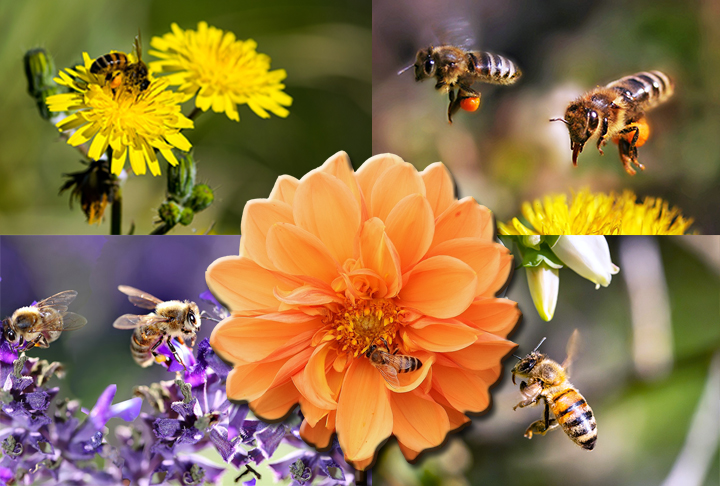 Mas, cá entre nós, o bom mesmo é ter as abelhas! Então, a hora é de preservar. - Imagns de Alexa, Bevrely Buckley e Adina Voicu por Pixabay e Freepik