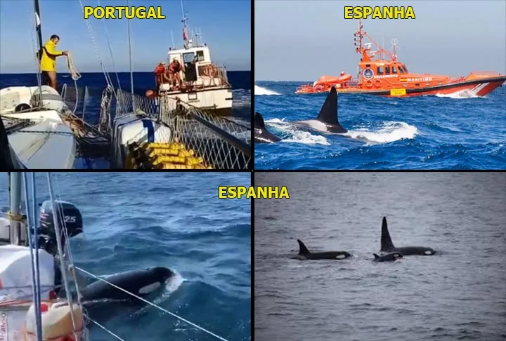 “Em mais de 500 eventos de interação registrados desde 2020, há três navios afundados. Estimamos que as orcas só tocam um navio em cada cem que navegam por um local”, disse. 