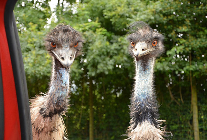 Emus na Austrália