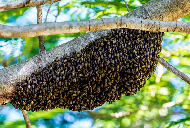 As abelhas vivem em grupos e desempenham atividades que impactam a natureza de diferentes formas.- Imagem de Josch13 por Pixaba