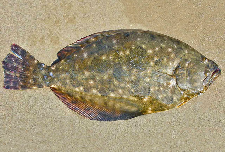 Linguado: O linguado é um peixe delicado, com filés finos, ideal para os que preferem carnes mais leves. Assim como o salmão, o linguado é excelente fonte de ômega-3, além de conter quantidades significativas de minerais como zinco e ferro.