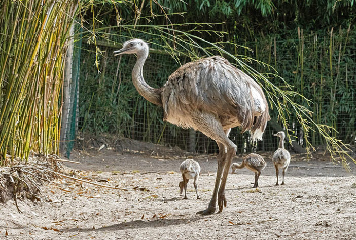 Emus na Austrália