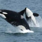 As orcas, apesar de uma certa confusão em relação a isso - Orcas