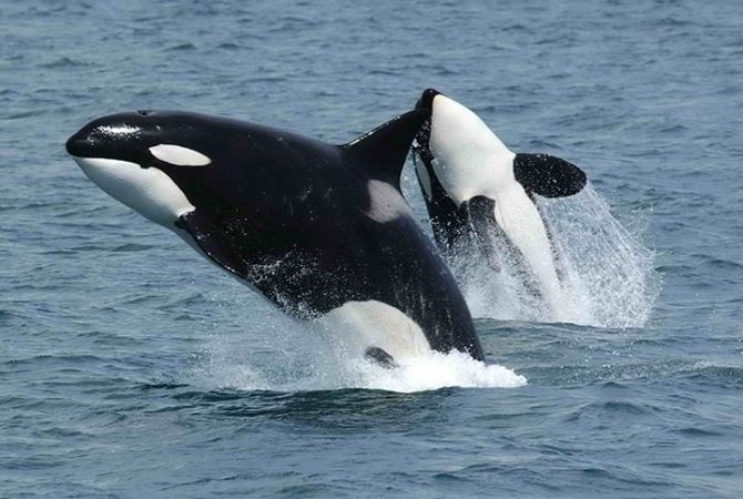 Estudo revela tática das orcas para caçar o maior peixe do mundo