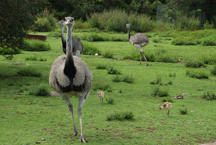 Emus na Austrália