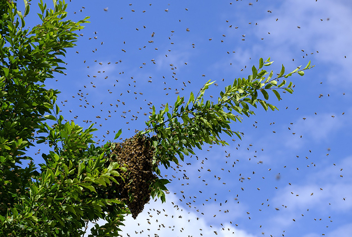Dicas para afastar abelhas com medidas simples e substâncias naturais