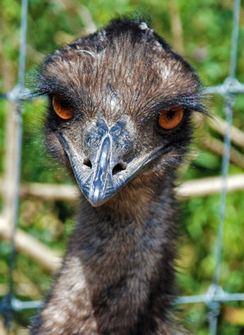 Emus na Austrália