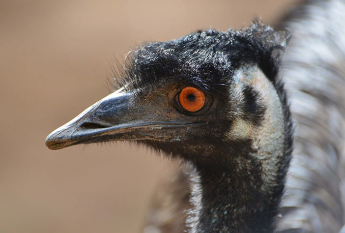 Emus na Austrália