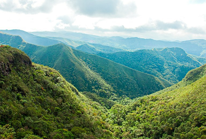 Na Mata Atlântica, por exemplo, 90% das espécies vegetais são polinizados por abelhas.-Divulgação Ministério do Meio Ambiente