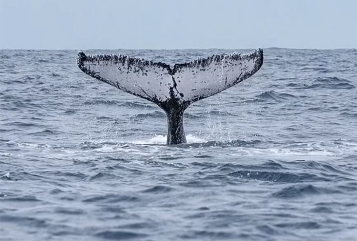 Jubartes no Espírito Santo - Baleias