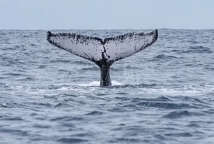 Isso porque as jubarte costumam ser bastante ativas na superfície, realizando saltos e batendo na água com as nadadeiras, o peito ou a cauda.
