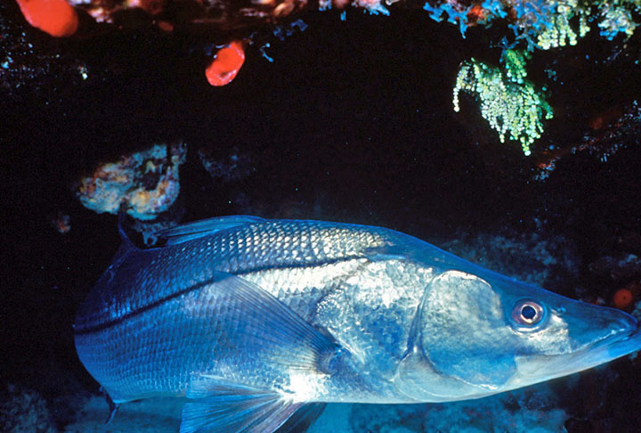 <p>Rico em proteínas, minerais e gorduras consideradas boas, o robalo apresenta menos gordura que o salmão, o que o torna uma opção leve e saudável. Em comparações nutricionais, 100 gramas do peixe têm bem menos gordura, favorecendo dietas equilibradas e digestão mais fácil.</p>

