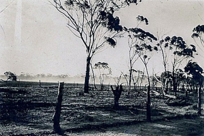 Emus na Austrália