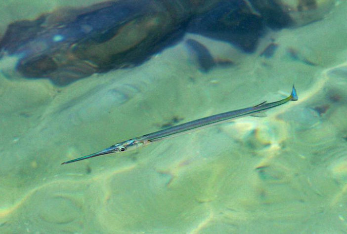 Peixe-Agulha - Peixes | Flickr - Rafael Alves