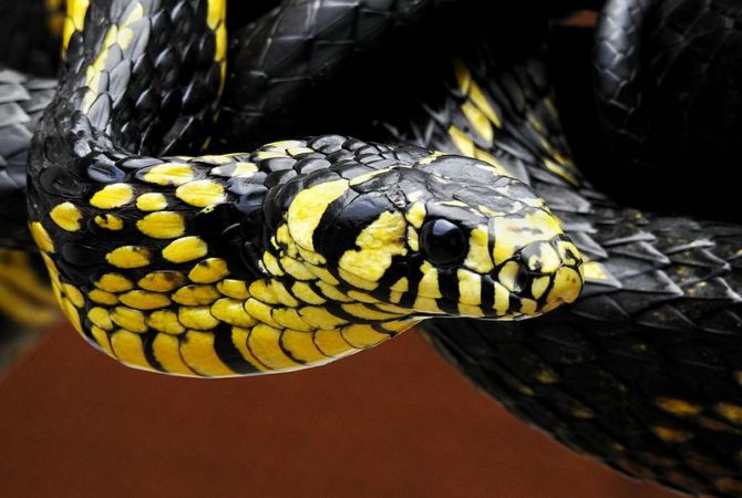 Pra quem não viu: Cobra veloz sobe em berço de bebê