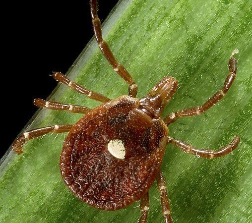 Saiba se livrar dos carrapatos: Brasil tem 230 tipos