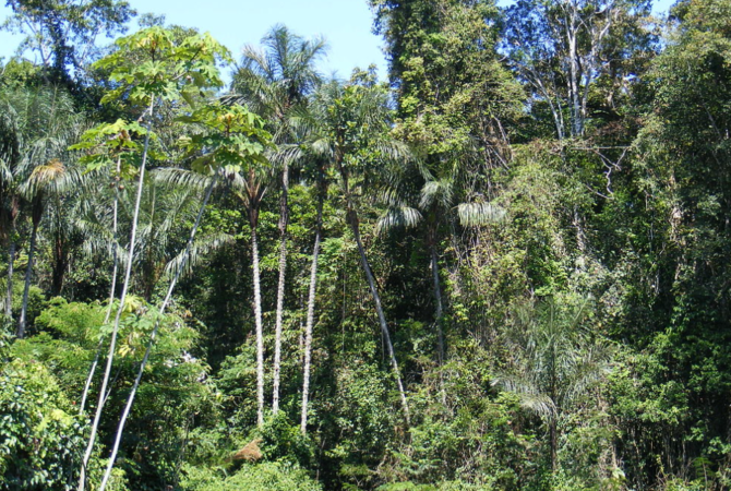 Floresta Amazônica é a segunda maior do mundo; saiba qual supera