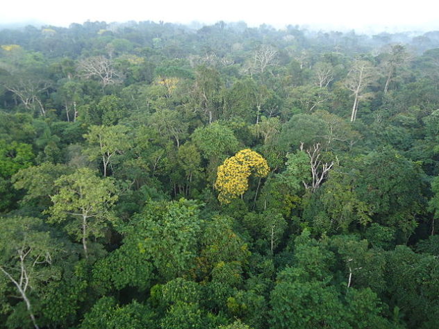 Floresta amazônica