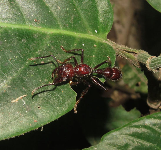 A picada de inseto mais dolorosa do mundo – Metro World News Brasil