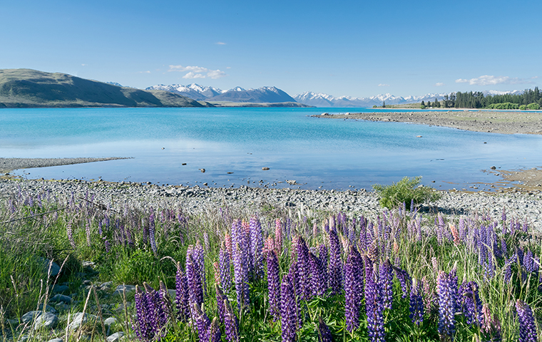 O Lago Tekapo é o segundo maior dos três lagos na borda norte da Bacia Mackenzie, na Ilha Sul da Nova Zelândia. São 83 quilômetros quadrados,  710 metros acima do nível do mar. - - wikimedia comons