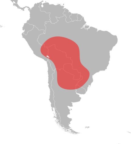 Insetos com picadas mais dolorosas 