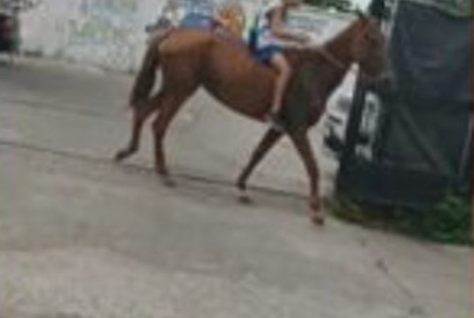 Pneu de bicicleta fura e menino pede cavalo emprestado para não perder aula