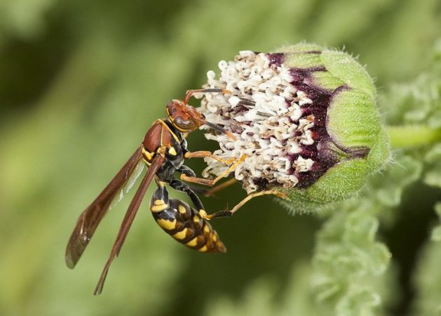 Insetos com as picadas mais dolorosas do mundo