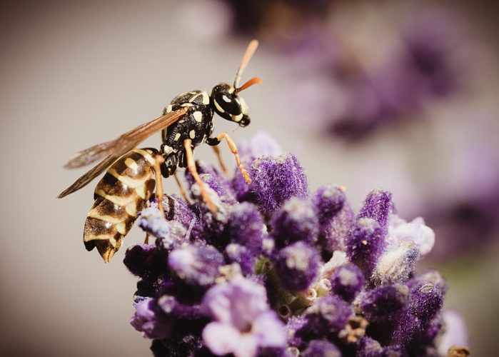 Vespa Yellowjacket: Assim como a parente anterior, a vespa “jaqueta amarela” tem a capacidade de picar sua presa múltiplas vezes sem perder a vida, além de possuir mandíbulas poderosas que imobilizam suas vítimas.