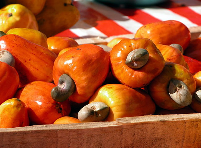 O caju Ã© um tesouro brasileiro que combina riqueza nutricional, valor econÃŽmico e importÃ¢ncia cultural, aparecendo em mÃºsicas, festivais e festas populares.