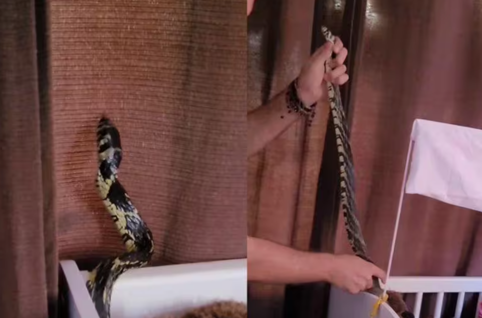 O biólogo Gilberto Duwe, da Fundação Jaraguaense de Meio Ambiente, esteve no local. Quando Duwe chegou, após o pedido de socorro, a serpente já tinha saído da cama e estava no berço.
