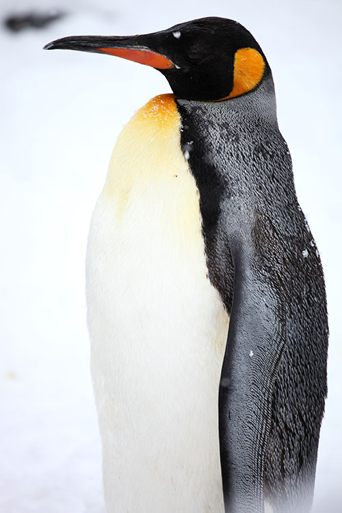 A Lenda do Pinguim Gigante, por iniciativa de Tony, se juntou a outras tantas que marcam o imaginário de certos países. Veja algumas das lendas urbanas mais famosas. 