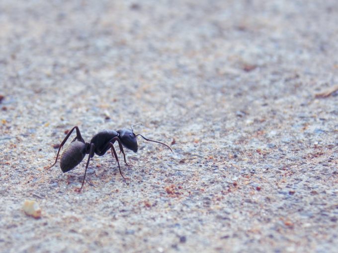 Ciência identifica vespa com picada mais dolorosa do mundo • DOL