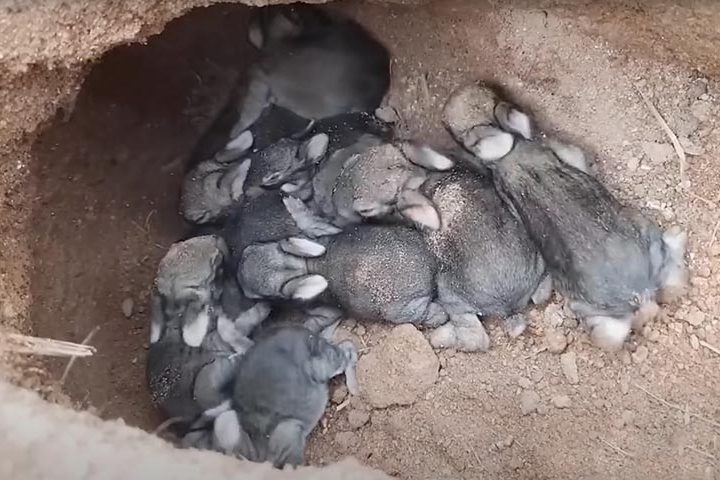 <p>Outra das diferenças mais marcantes entre esses animais está no nascimento dos filhotes. Os coelhos dão à luz filhotes cegos, sem pelos e totalmente dependentes da mãe, o que exige proteção dentro das tocas.</p>
