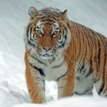 tigre siberiano