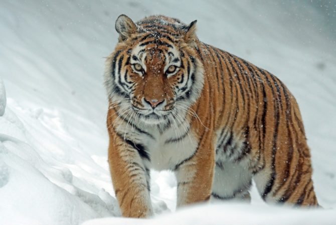 Tigre-siberiano escapa da extinção após esforços de reintrodução na natureza