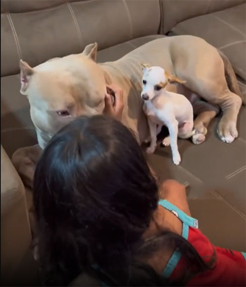 Paçoca chega a latir e "mostrar os dentes" para a tutora, evidenciando sua contrariedade na relação entre ela e o pacífico pitbull.