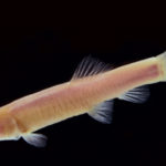 Peixe Vampiro - Phreatichthys andruzzii