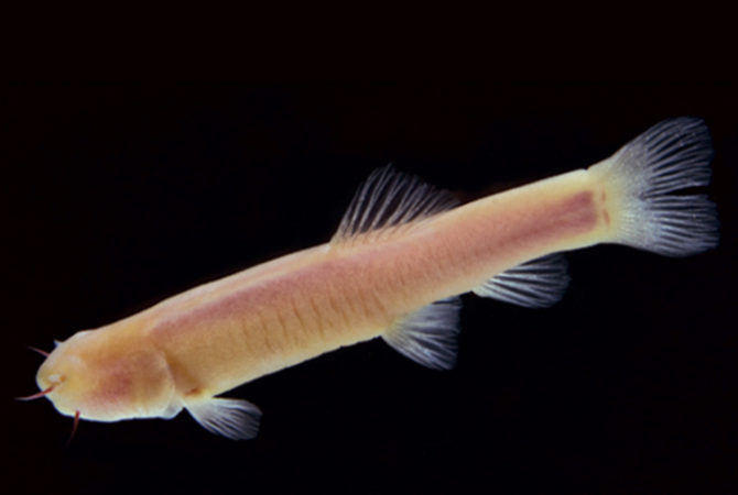 Peixe-vampiro é encontrado na África; veja a espécie