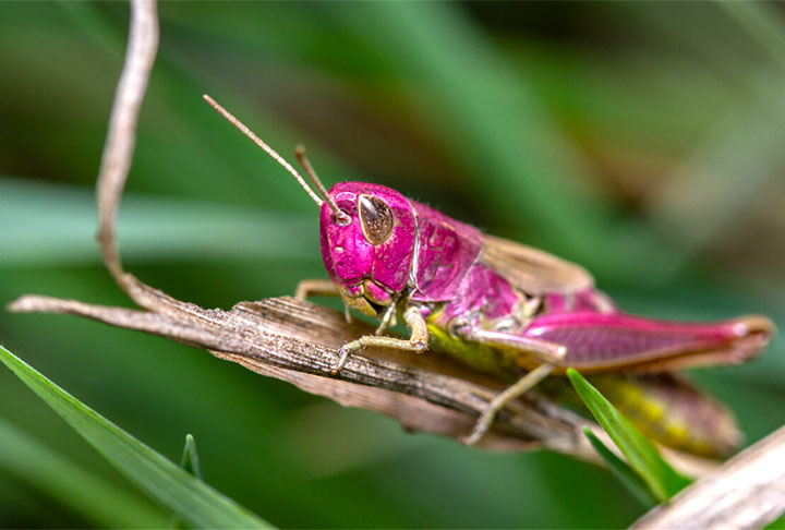 Fotógrafo amador flagra raro gafanhoto rosa em seu jardim